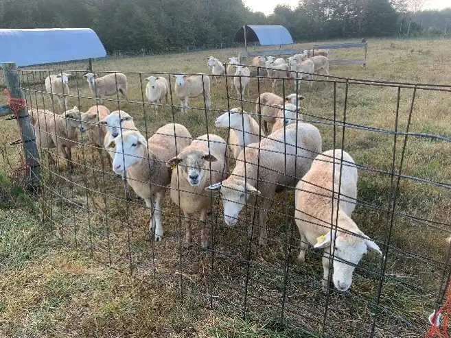 sheep wait
