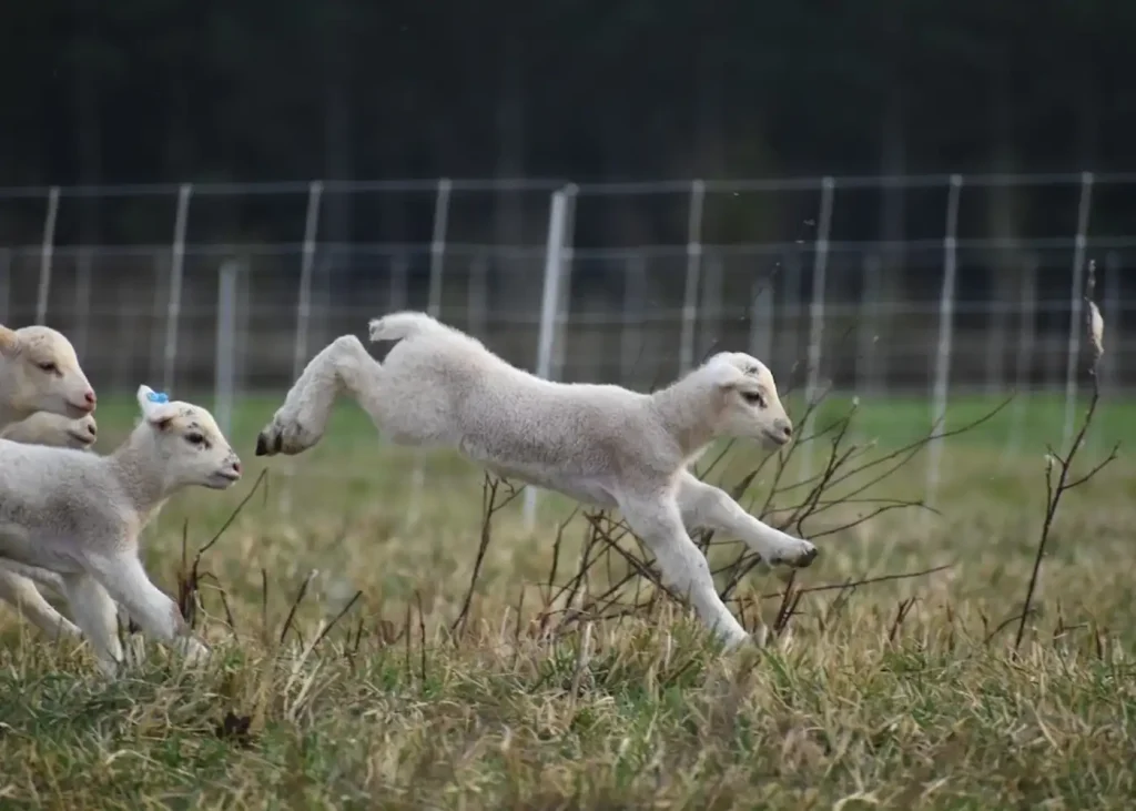 lamb run