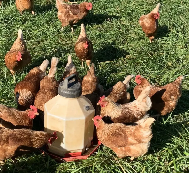 chicken eggs medium