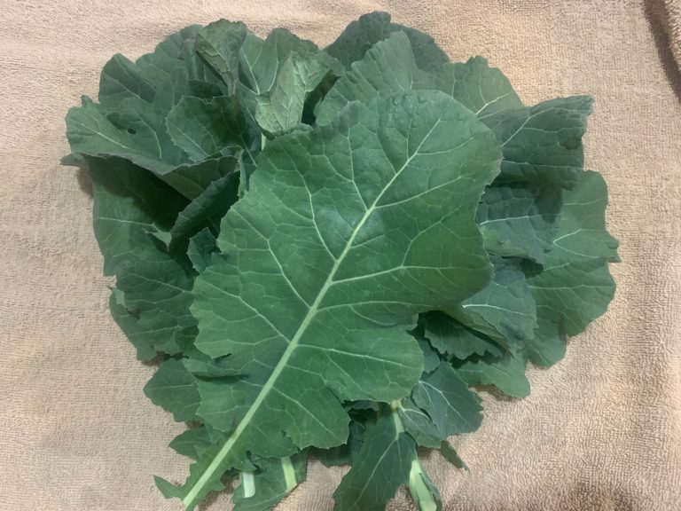 Collard Leaves