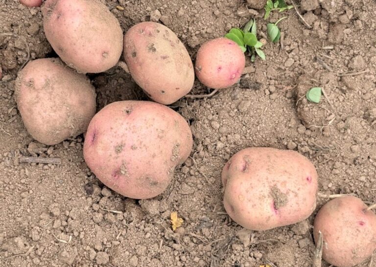 Red Potatoes