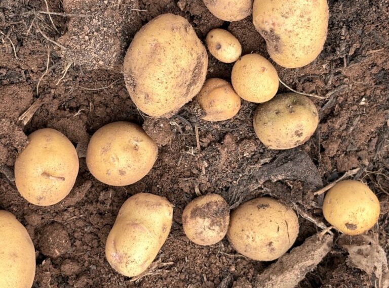 Yukon Gold Potato