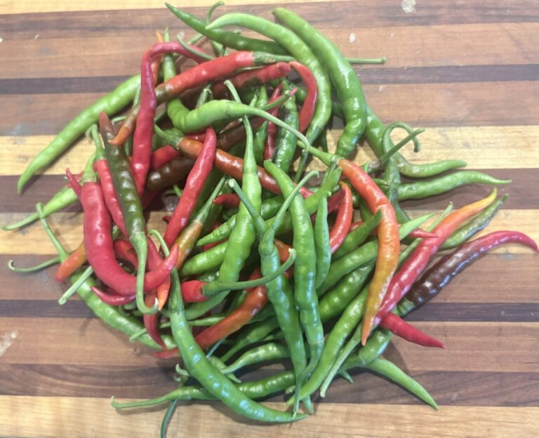 Cayenne