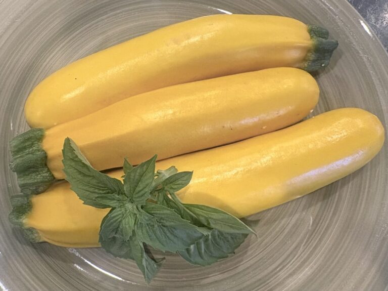 Zuchini Golden